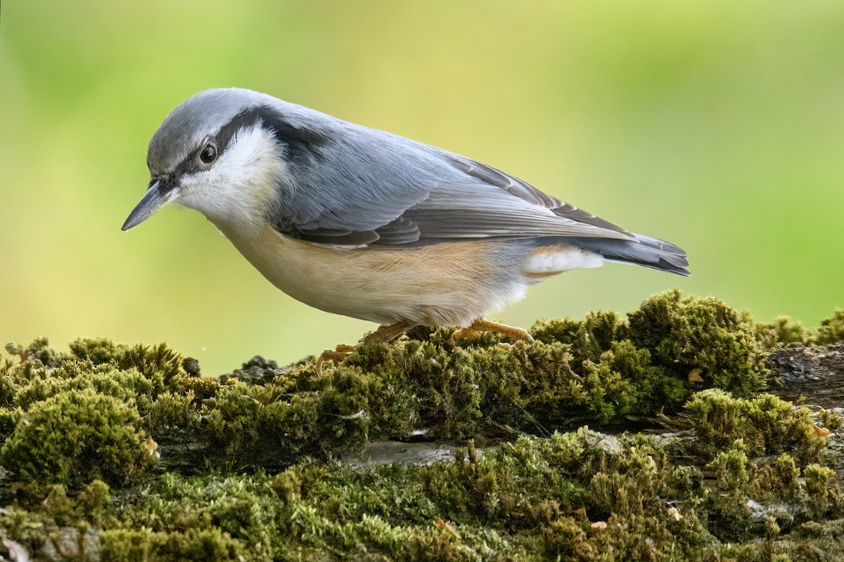 Eurasian Nuthatch - Valery Treitsiak