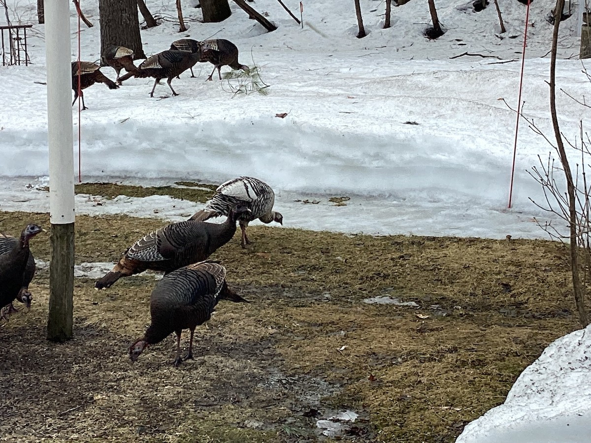 Wild Turkey - Francois Cuillerier