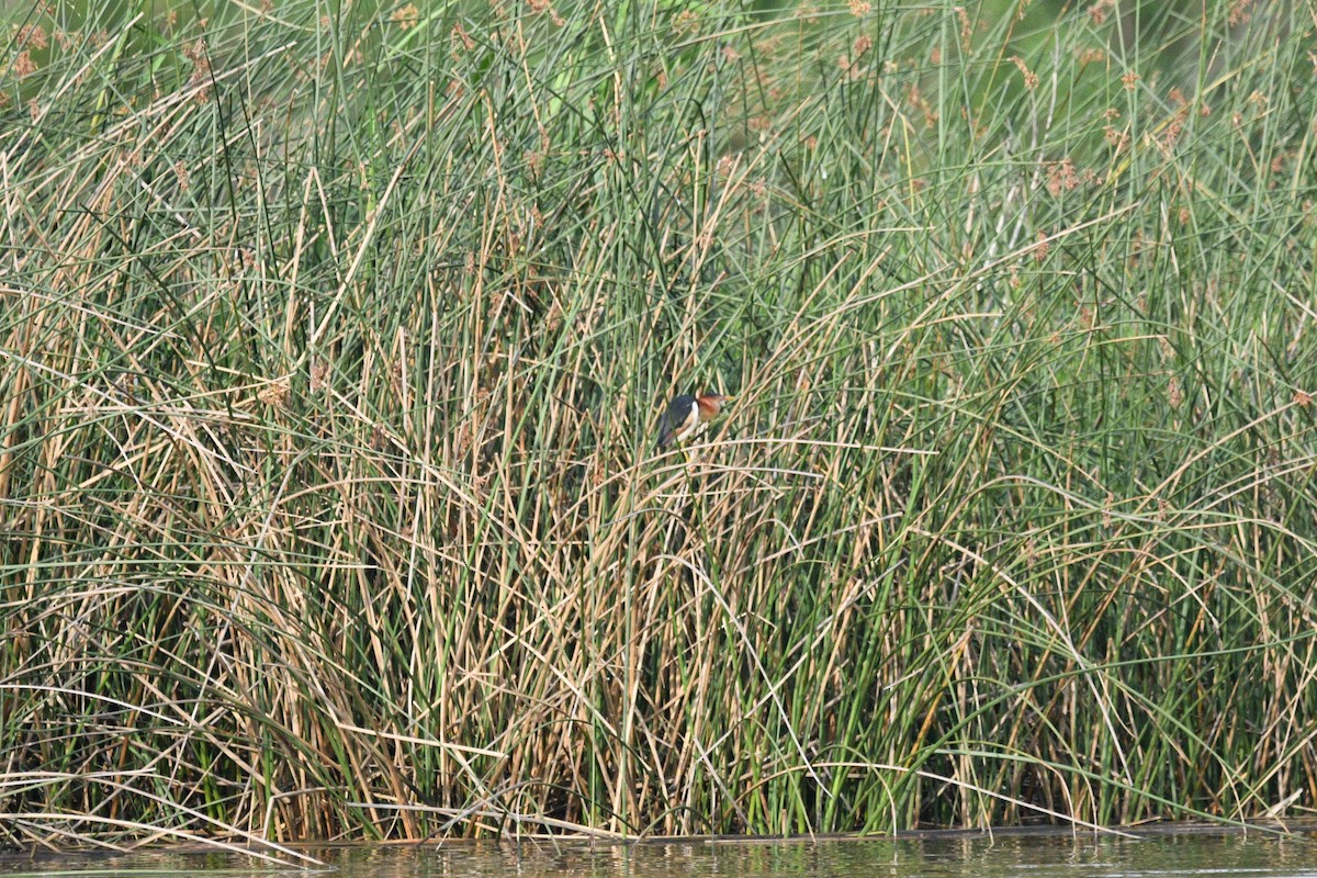 Least Bittern - Doug Fishman