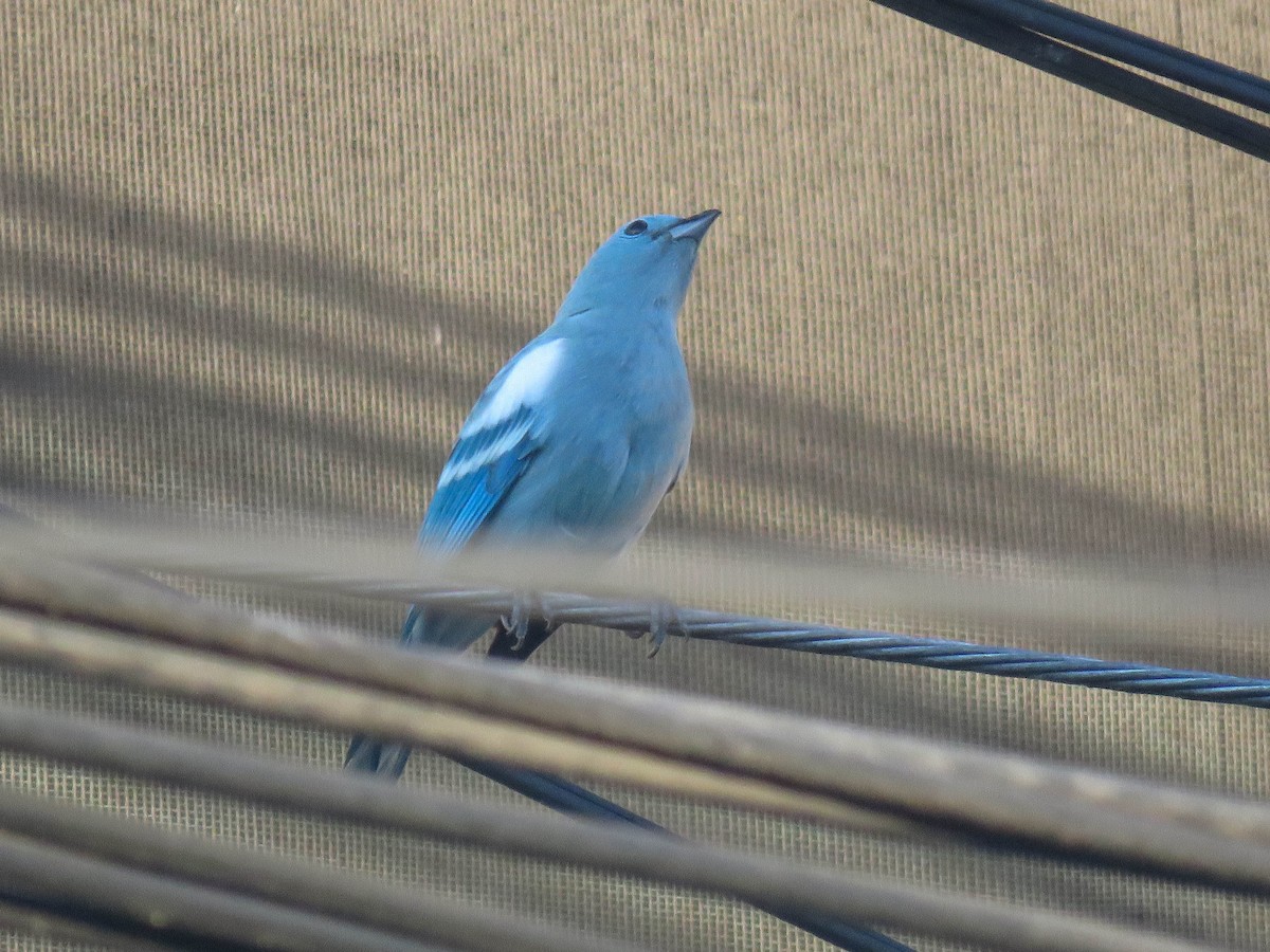 Blue-gray Tanager - Ed Vigezzi