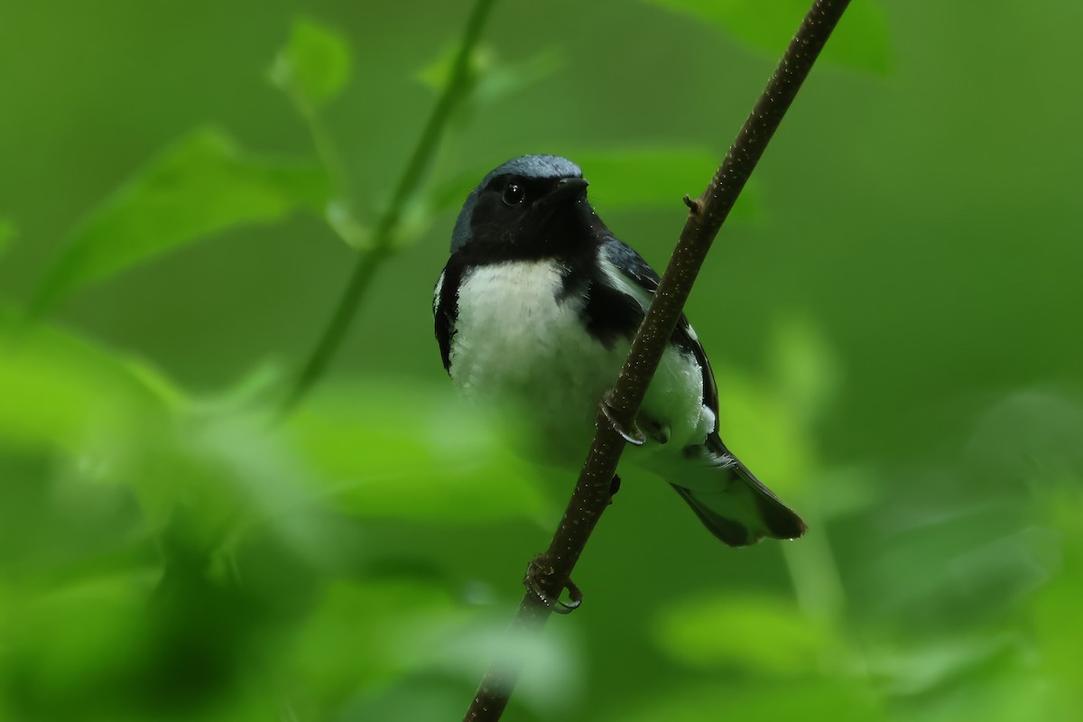 Black-throated Blue Warbler - ML619531960