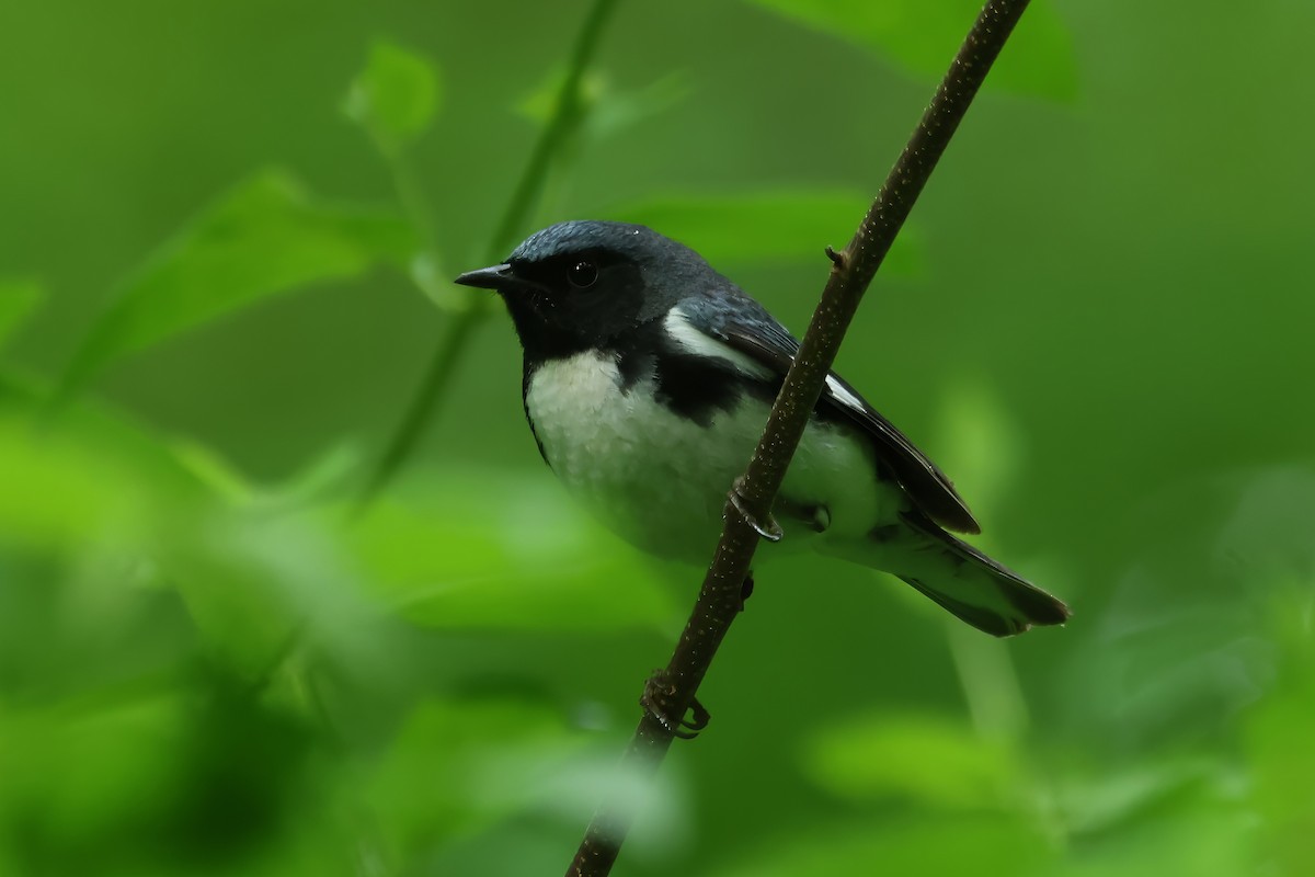 Black-throated Blue Warbler - Russ Ruffing