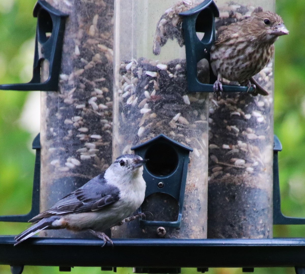 House Finch - Betty Thomas