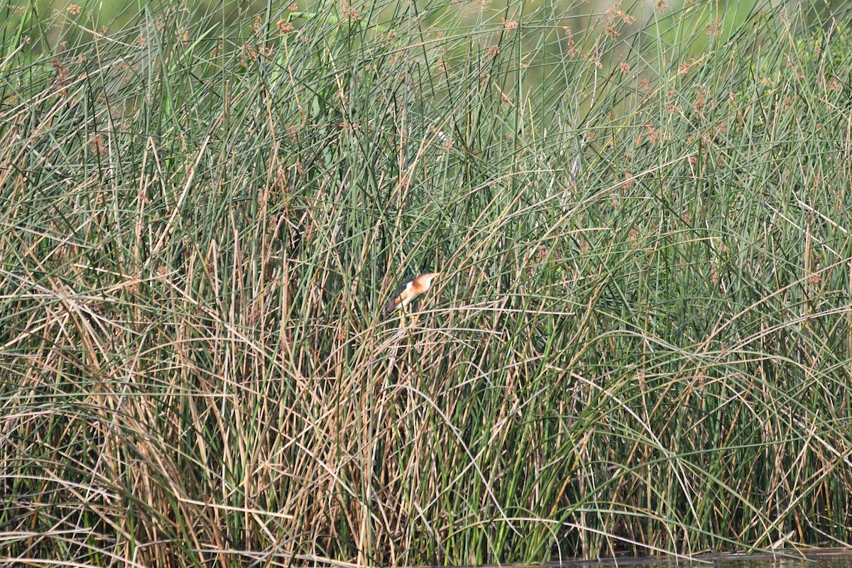 Least Bittern - Doug Fishman