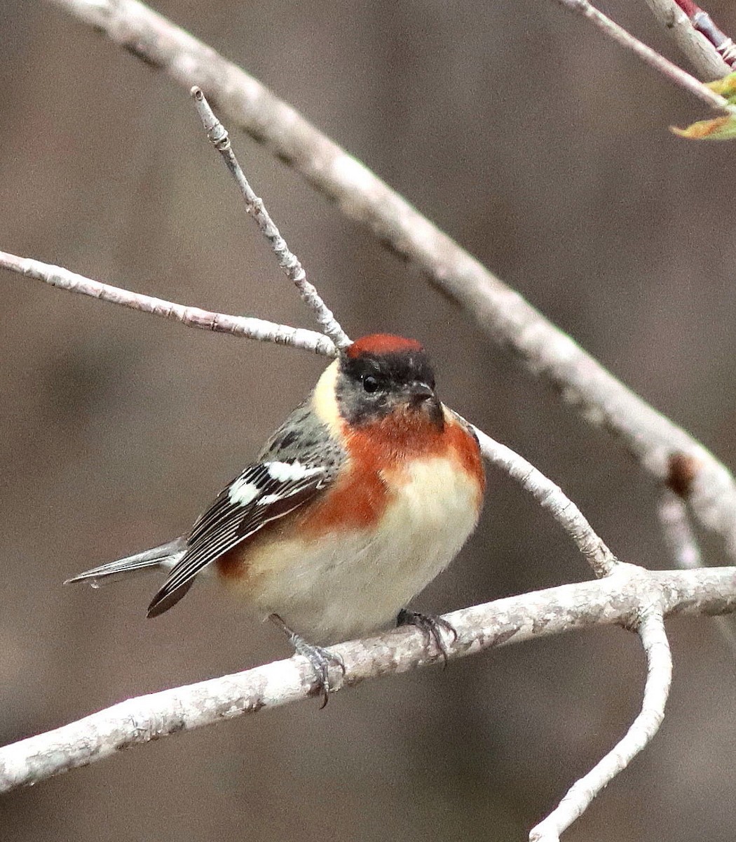 Bay-breasted Warbler - John & Ivy  Gibbons