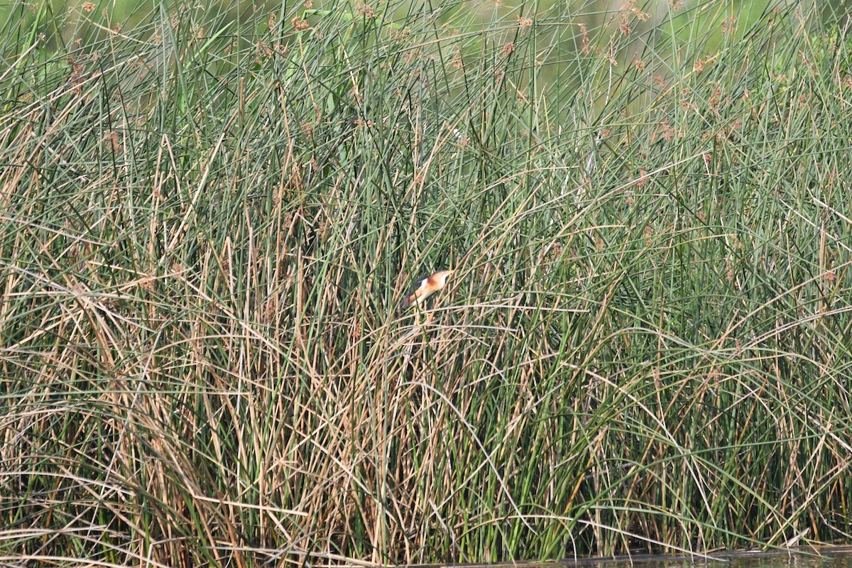 Least Bittern - ML619531973