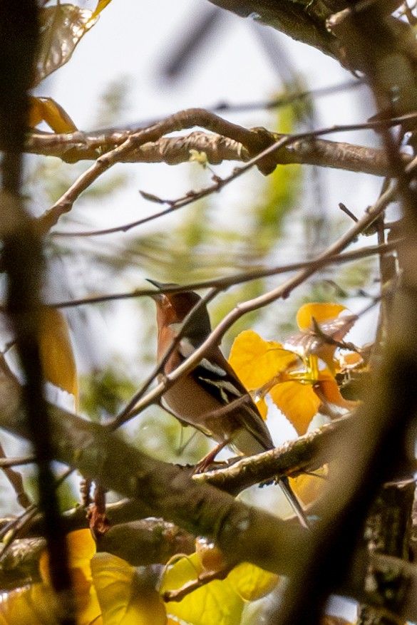 Common Chaffinch - Shrikant Vichare