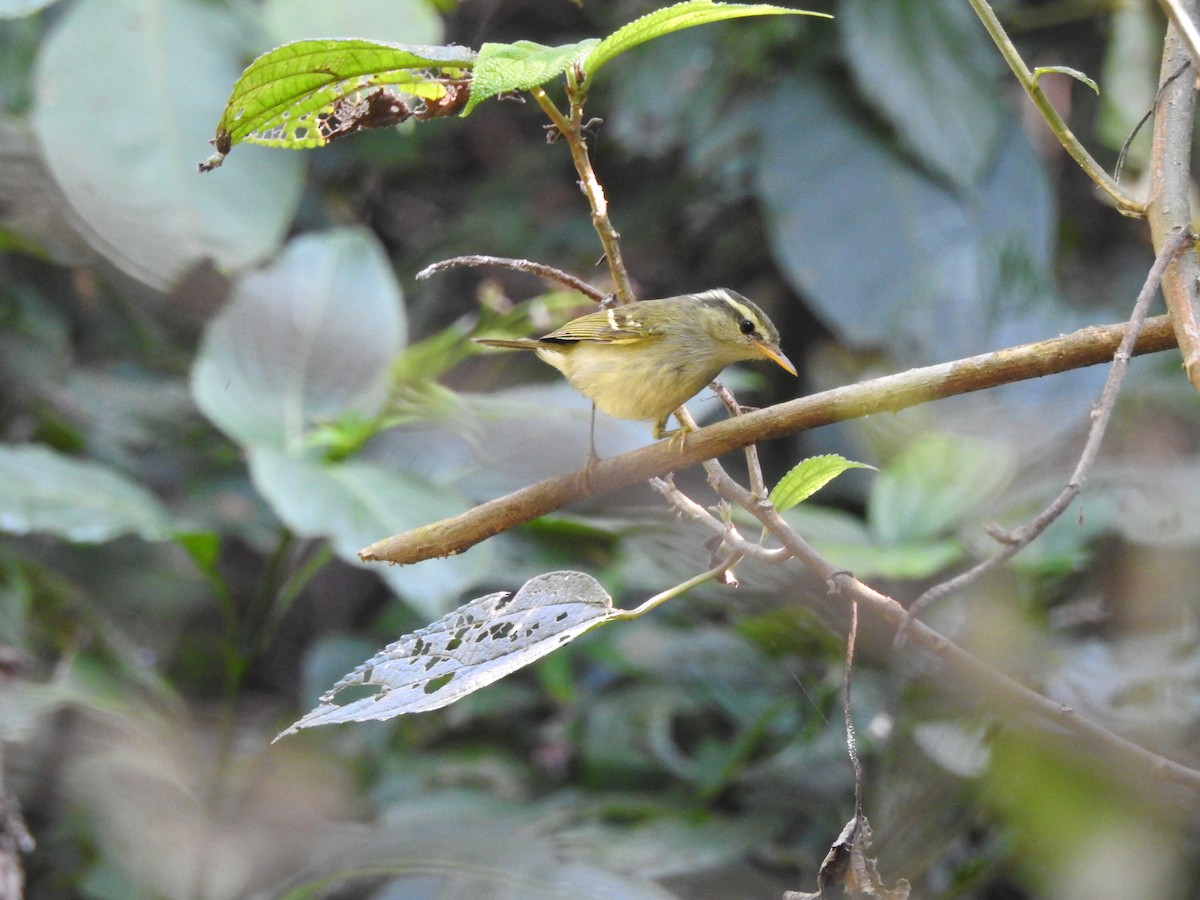 Yellow-browed Warbler - Selvaganesh K