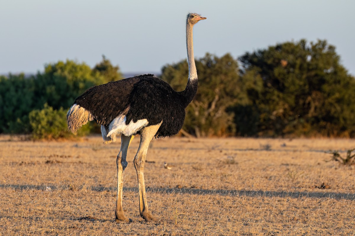 Common Ostrich - Steve Potter