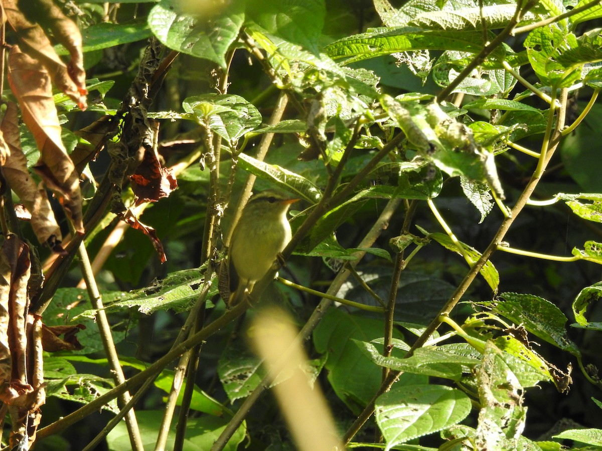 Yellow-browed Warbler - ML619531984