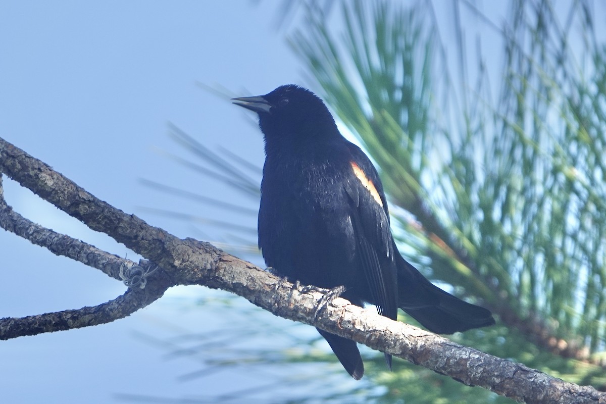 Red-winged Blackbird - Alena Capek