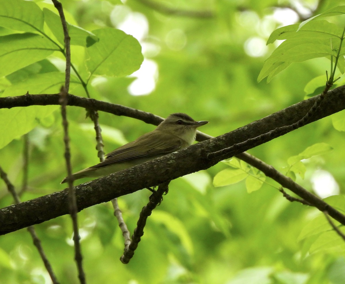 Red-eyed Vireo - William McClellan