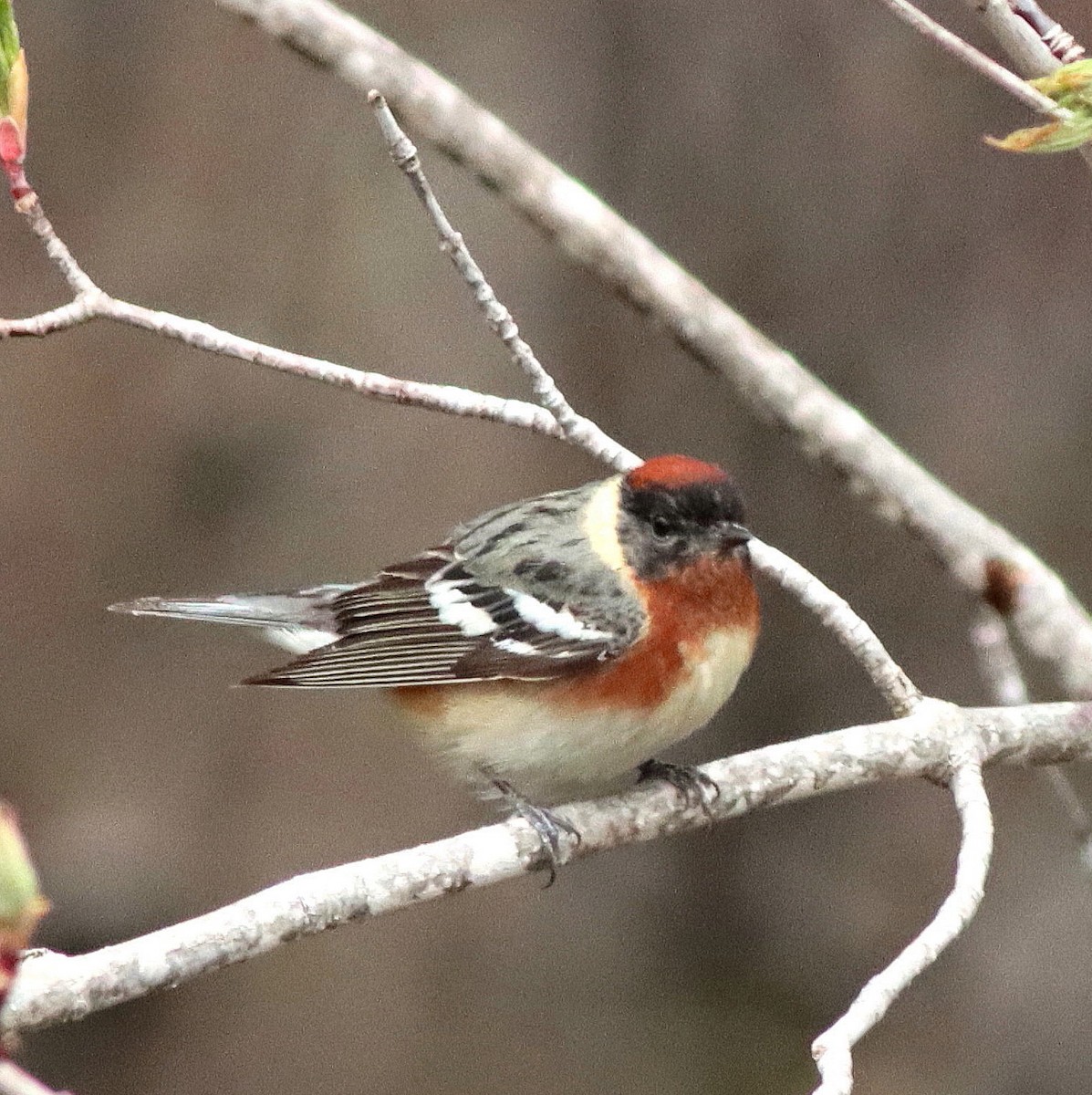 Bay-breasted Warbler - John & Ivy  Gibbons