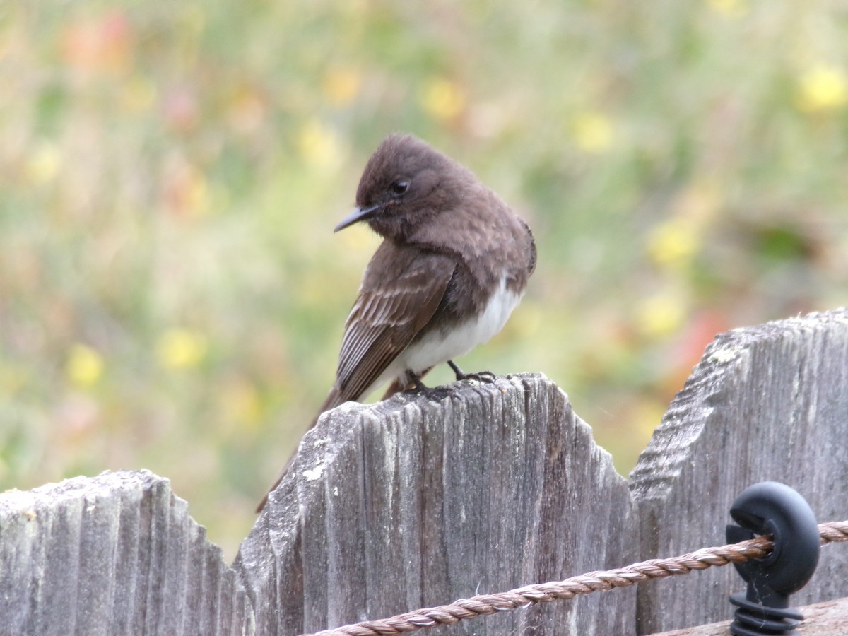 Black Phoebe - Ross Rabkin