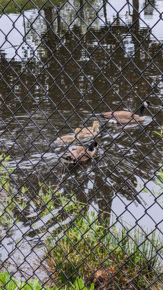 Canada Goose - Anonymous