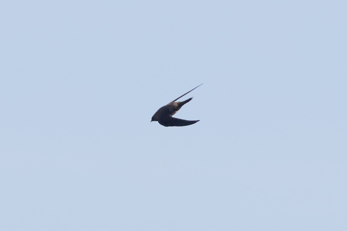 Alpine Swift - Tommy Pedersen