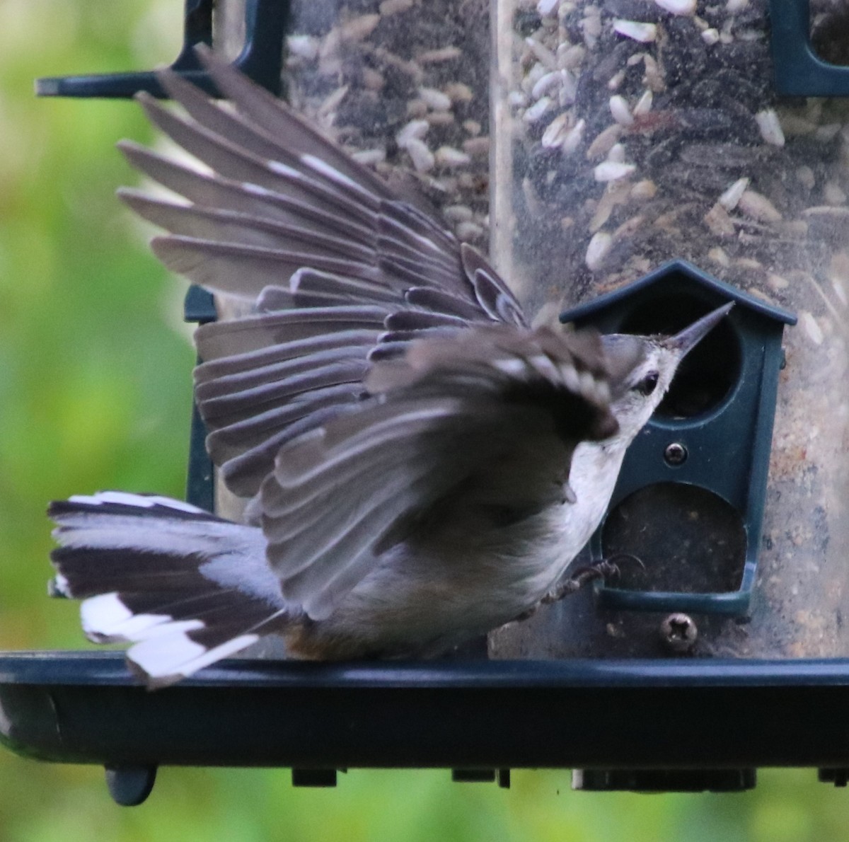 White-breasted Nuthatch - Betty Thomas