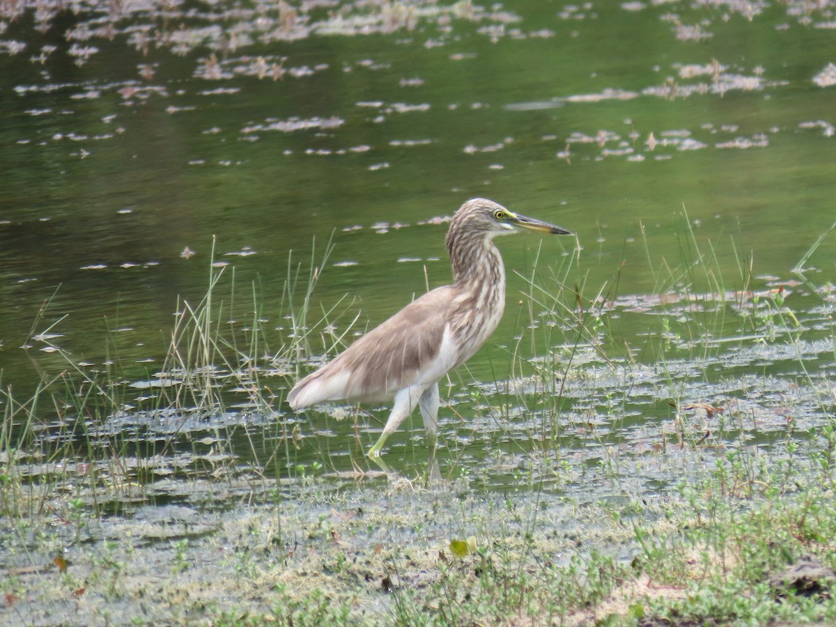 Indian Pond-Heron - Bosco Chan