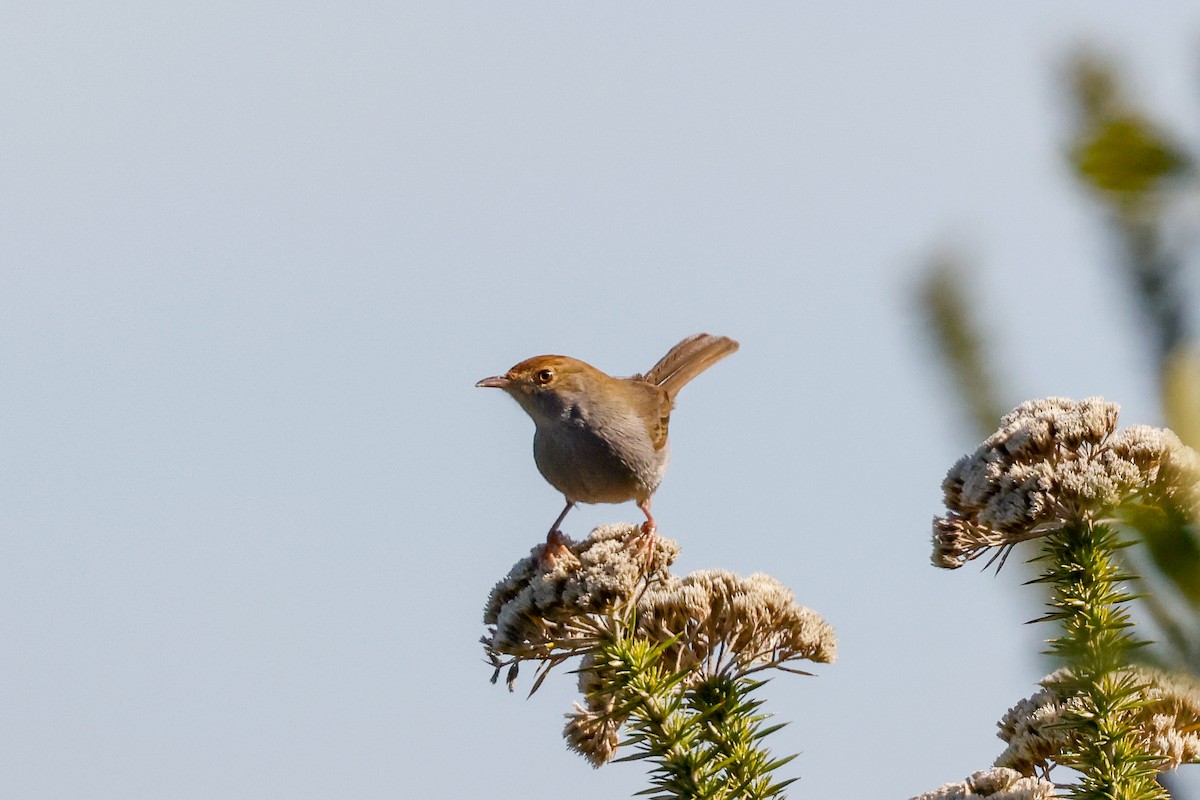 Piping Cisticola - Tommy Pedersen