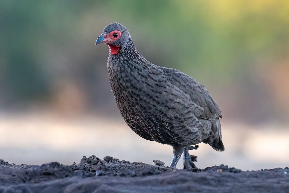 Francolin de Swainson - ML619532017