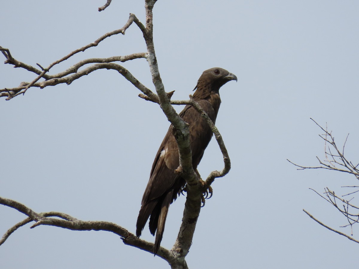 Oriental Honey-buzzard - Bosco Chan