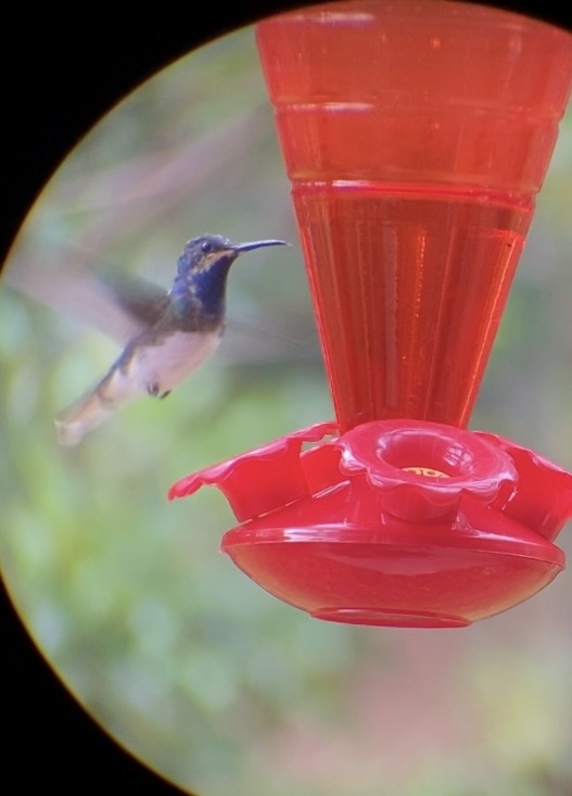 White-necked Jacobin - Guillermo Blanco (@dosalas_unpico)