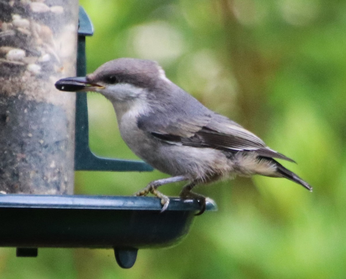 Brown-headed Nuthatch - Betty Thomas