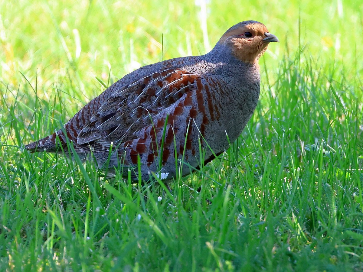 Gray Partridge - ML619532033