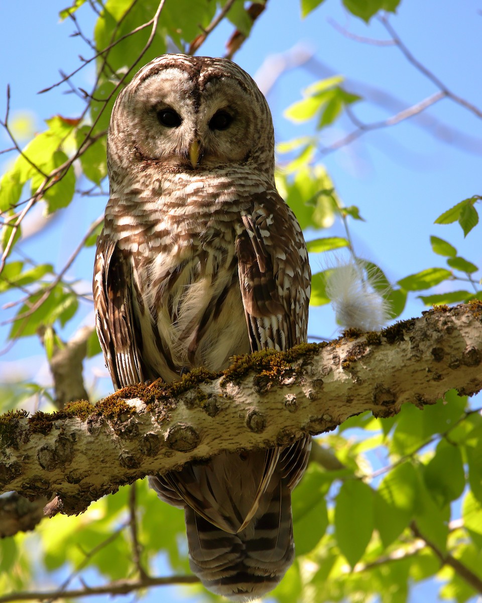 Barred Owl - Wes Slauenwhite