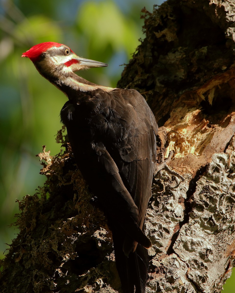 Pileated Woodpecker - Wes Slauenwhite