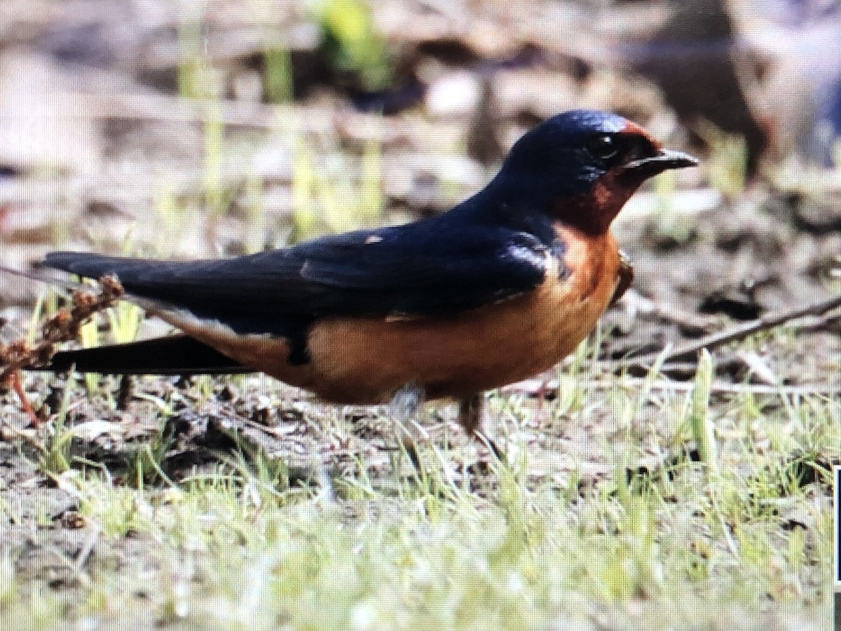 Barn Swallow - ML619532041