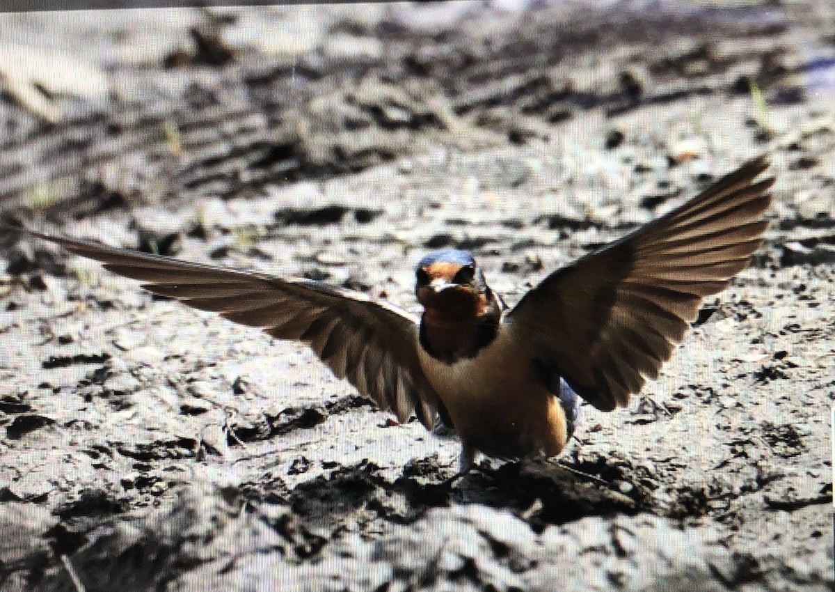 Barn Swallow - Jules S