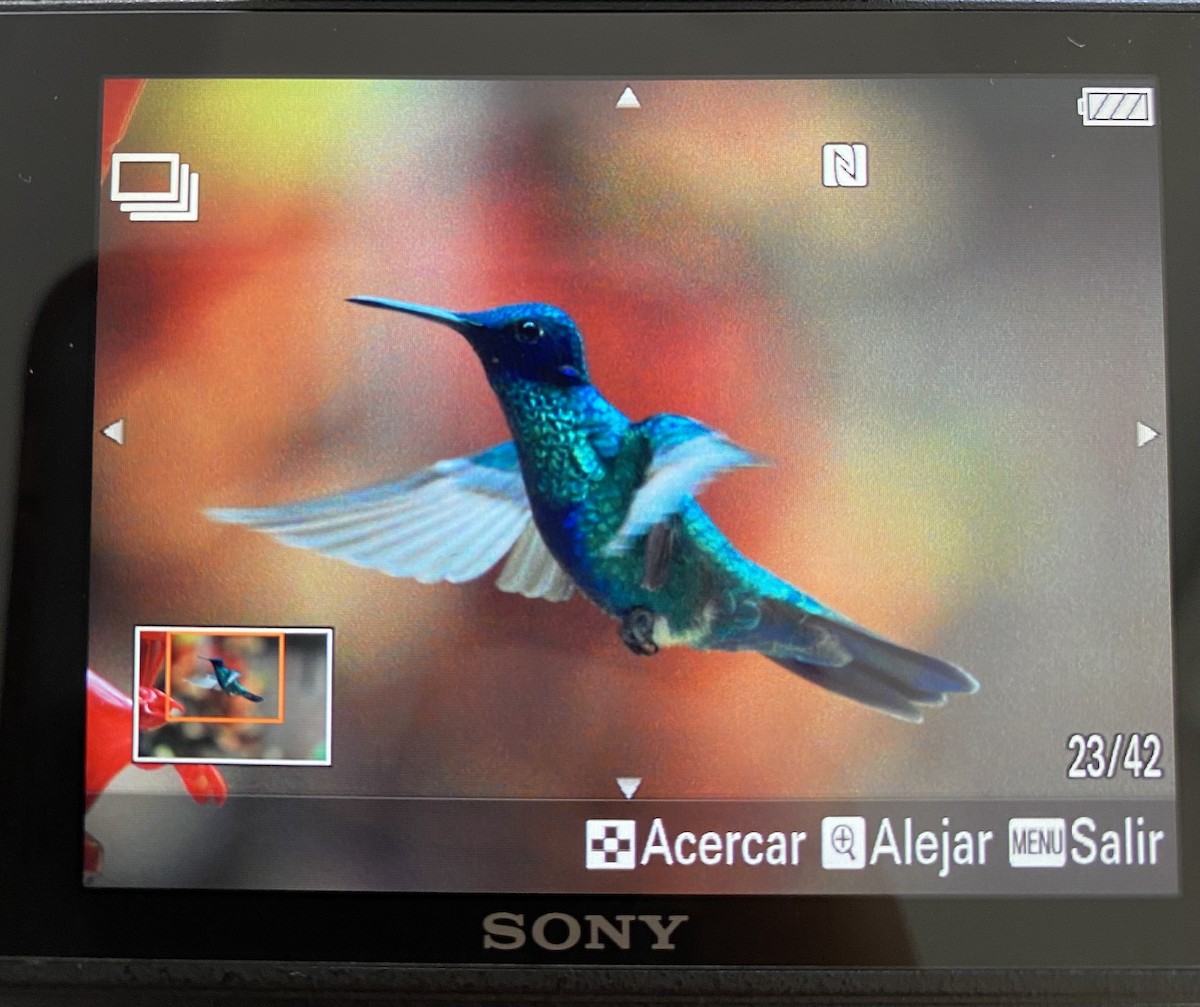 Sparkling Violetear - Guillermo Blanco (@dosalas_unpico)