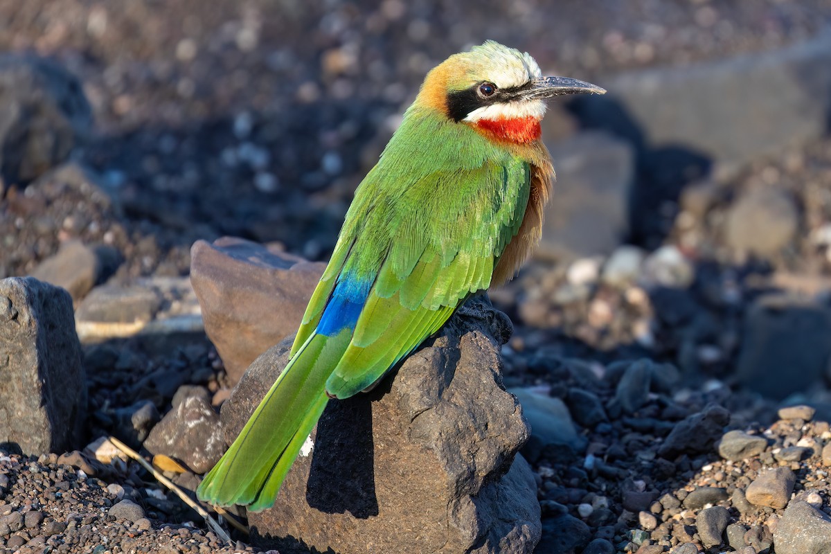 White-fronted Bee-eater - Steve Potter