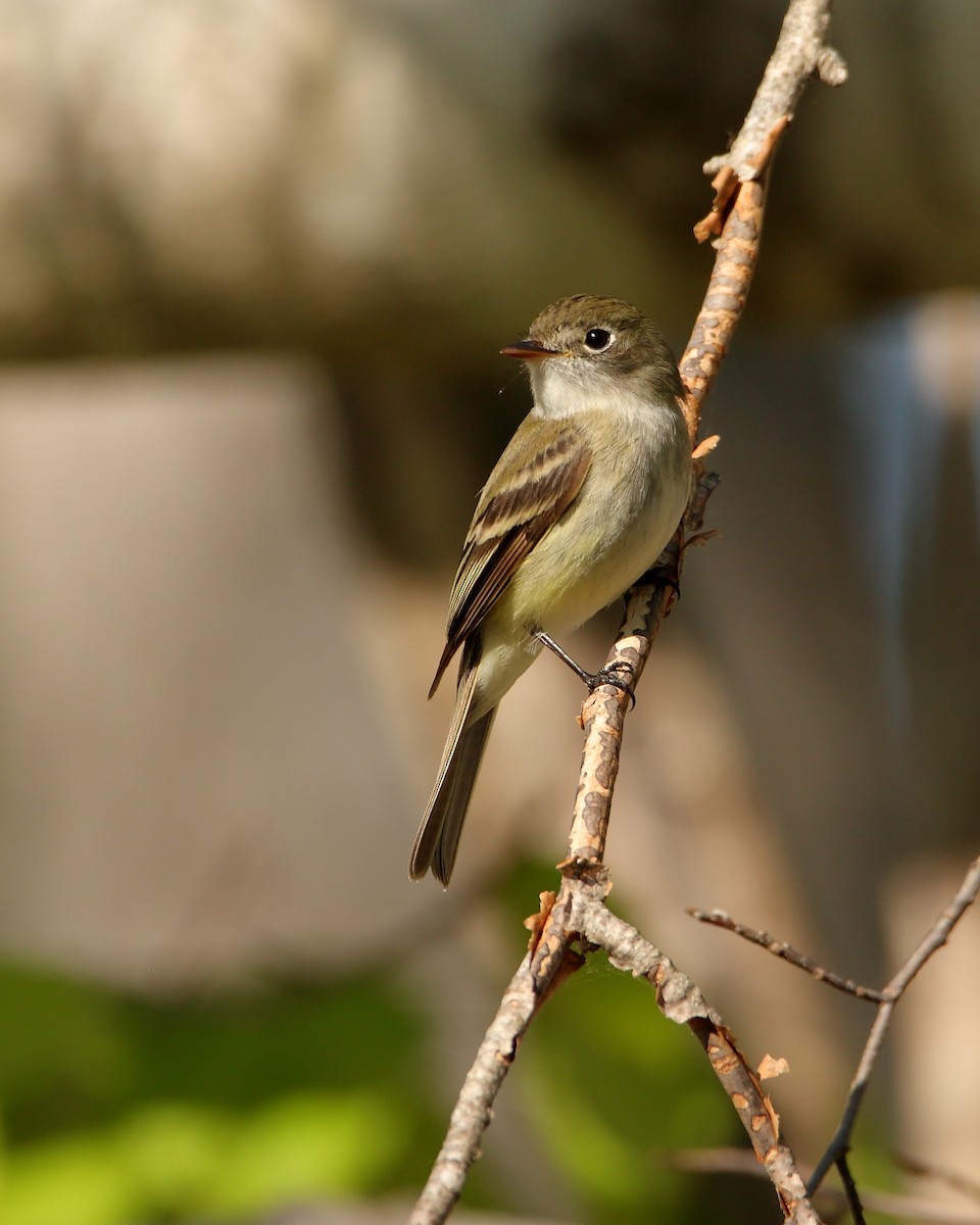 Least Flycatcher - Wes Slauenwhite