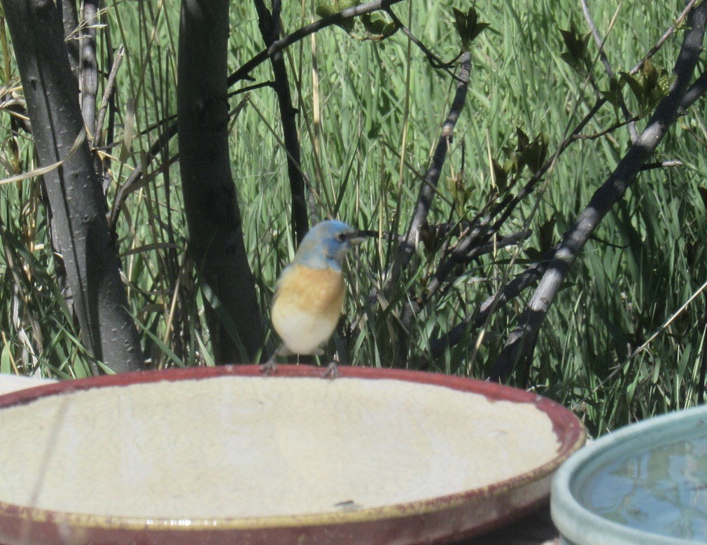 Lazuli Bunting - Laurel Armstrong