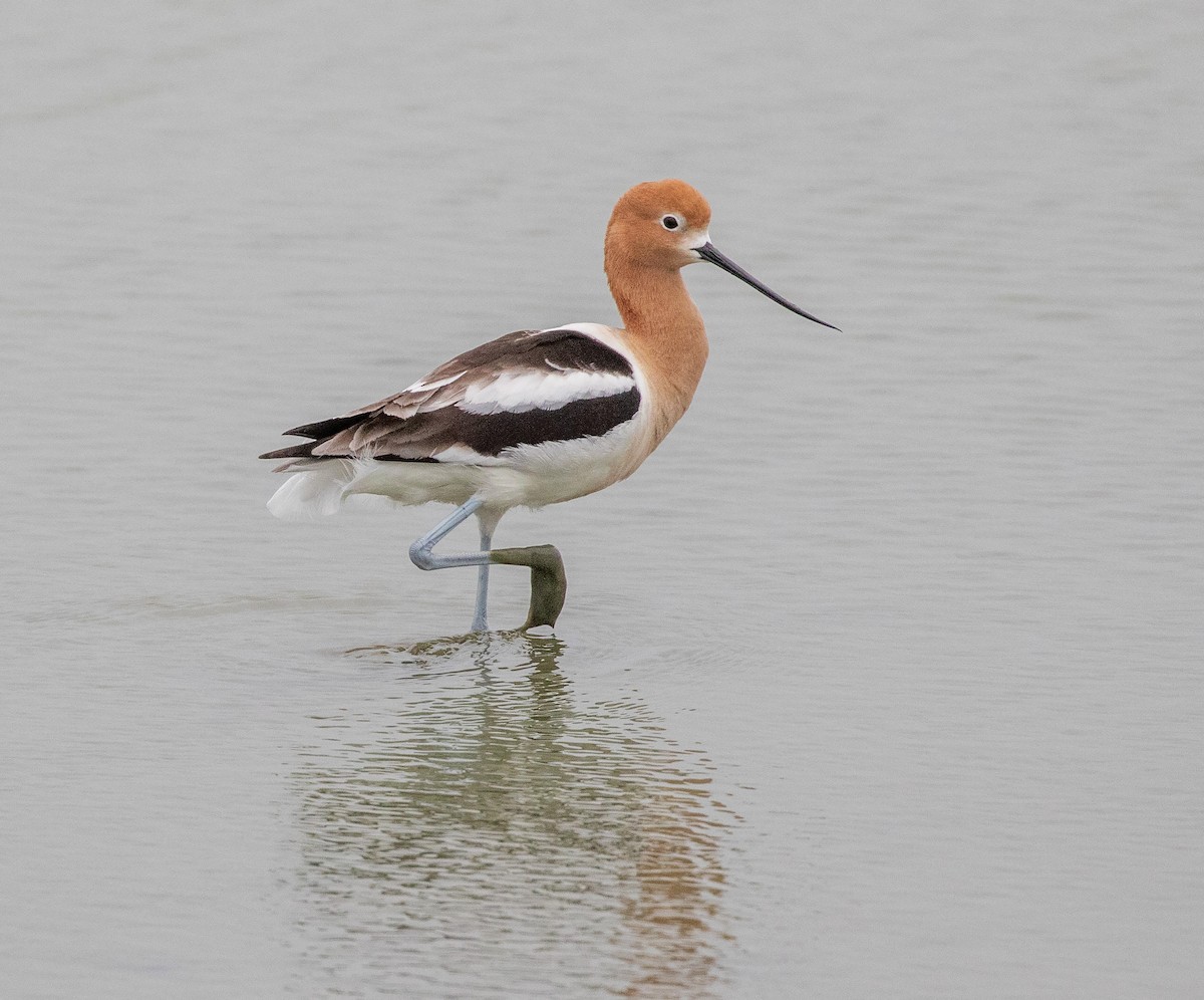 American Avocet - William Price