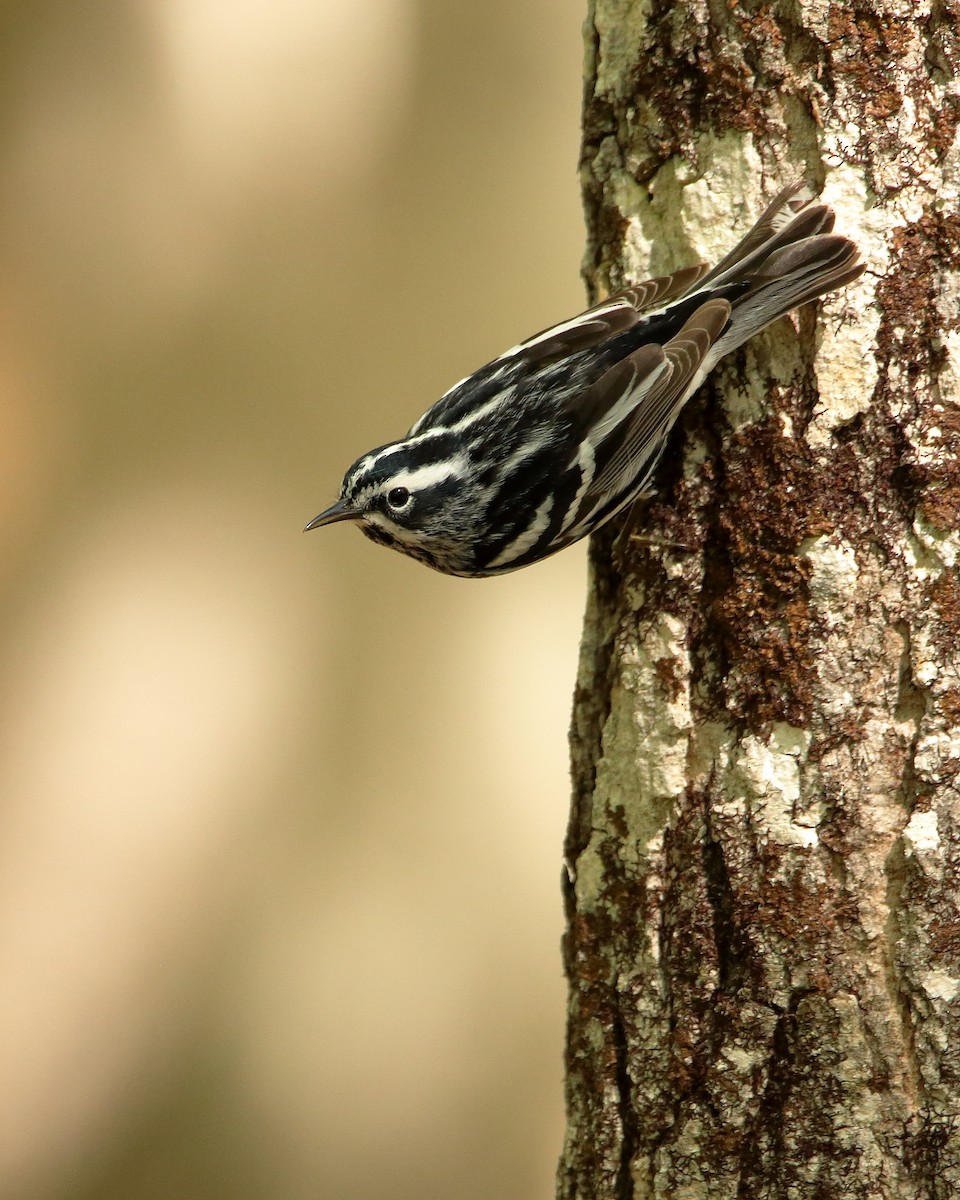 Black-and-white Warbler - Wes Slauenwhite