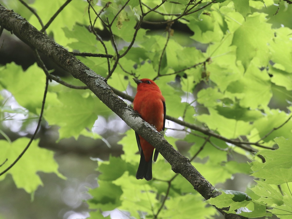 Scarlet Tanager - Mary Backus