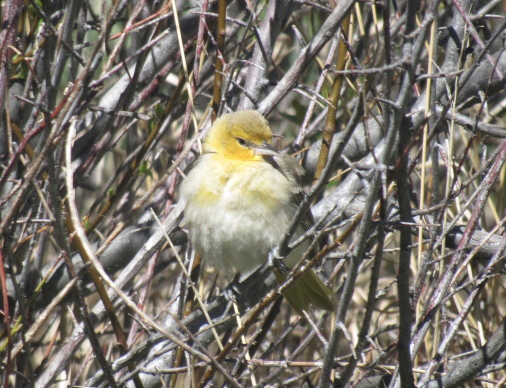 Bullock's Oriole - Laurel Armstrong