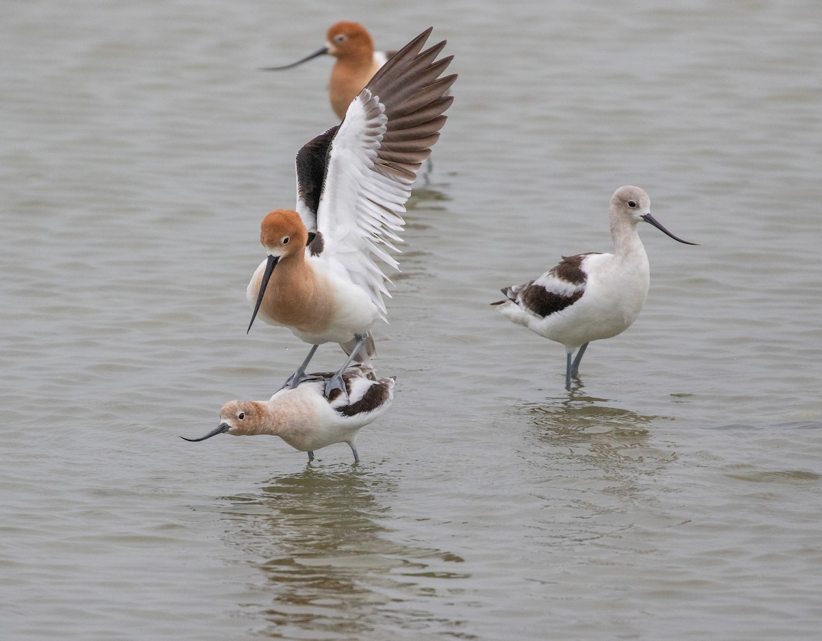 American Avocet - William Price