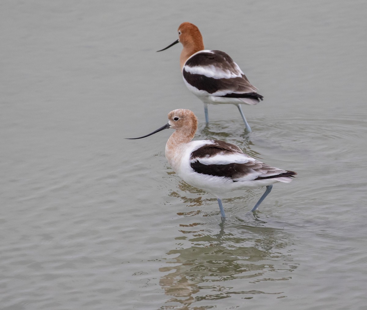 American Avocet - William Price