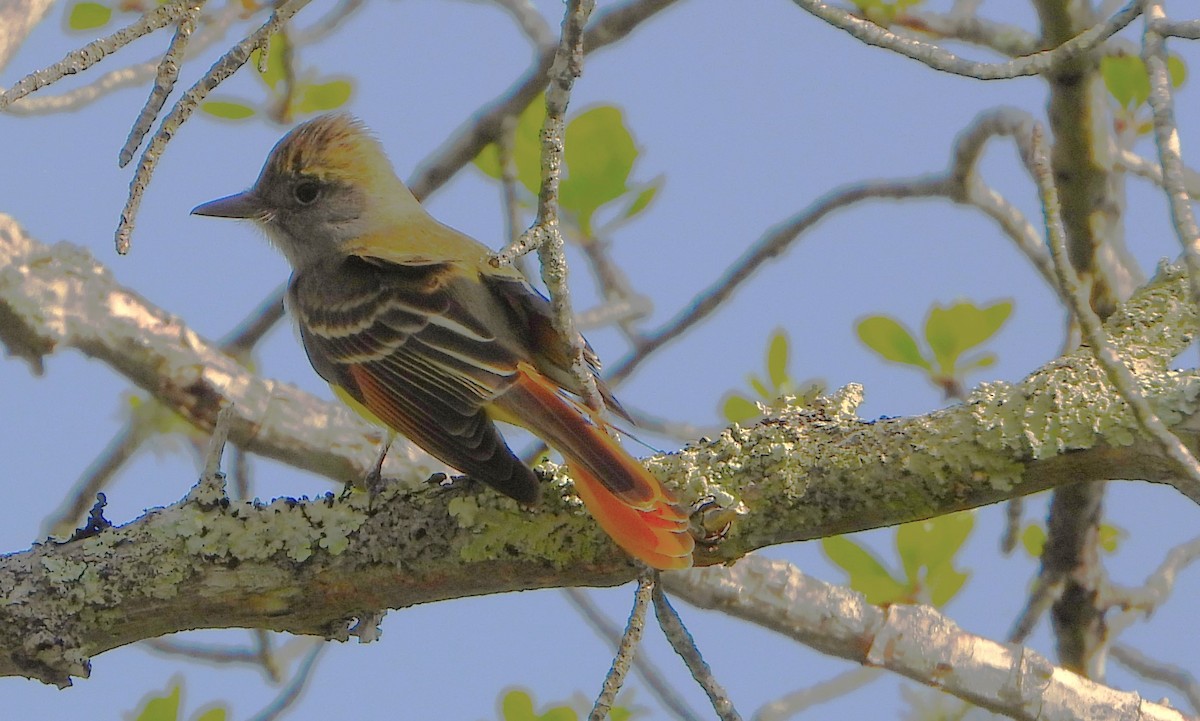 Great Crested Flycatcher - ML619532089