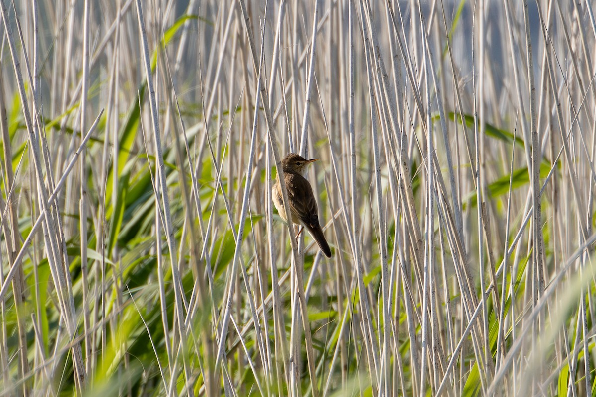 Common Reed Warbler - F Loose