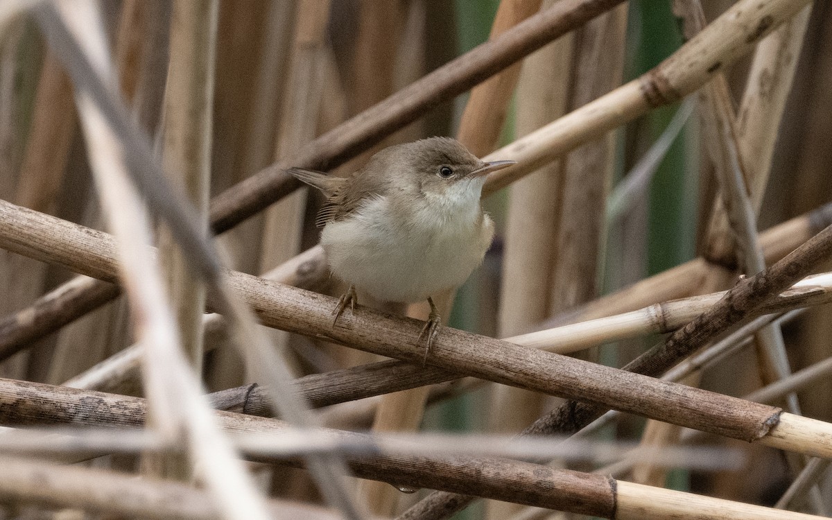 Common Reed Warbler - Emmanuel Naudot