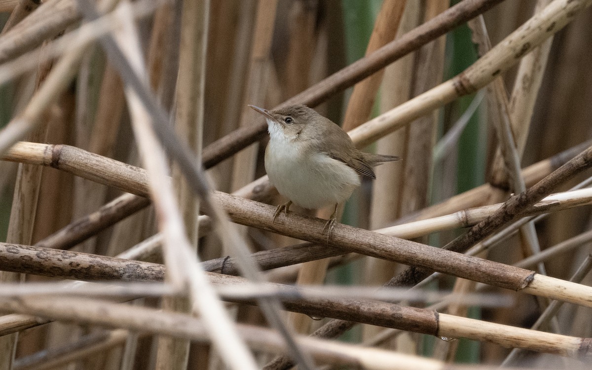 Common Reed Warbler - Emmanuel Naudot