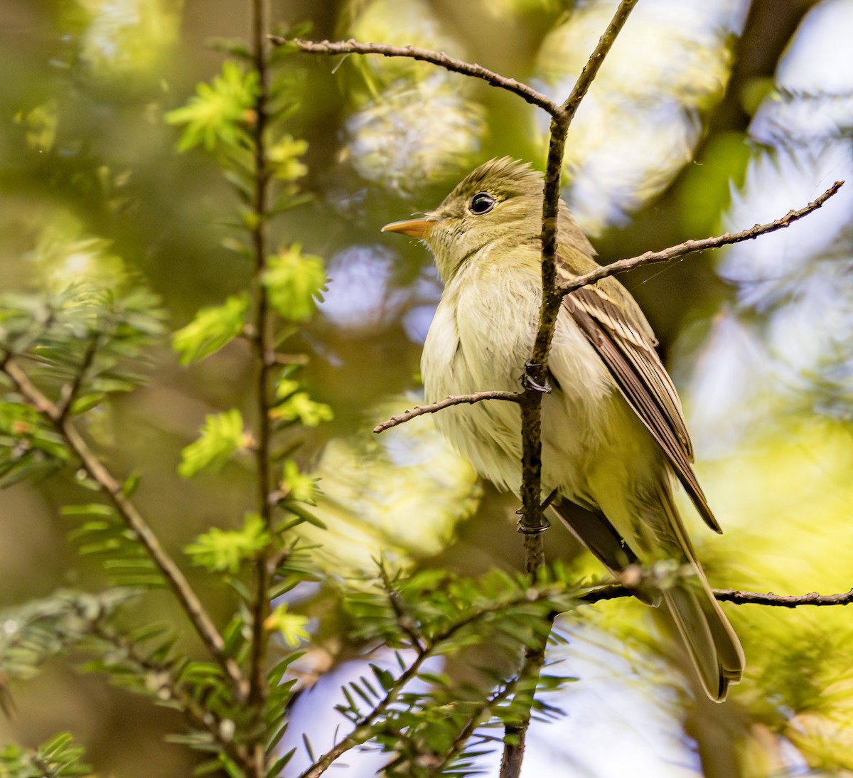 Acadian Flycatcher - Mike Murphy