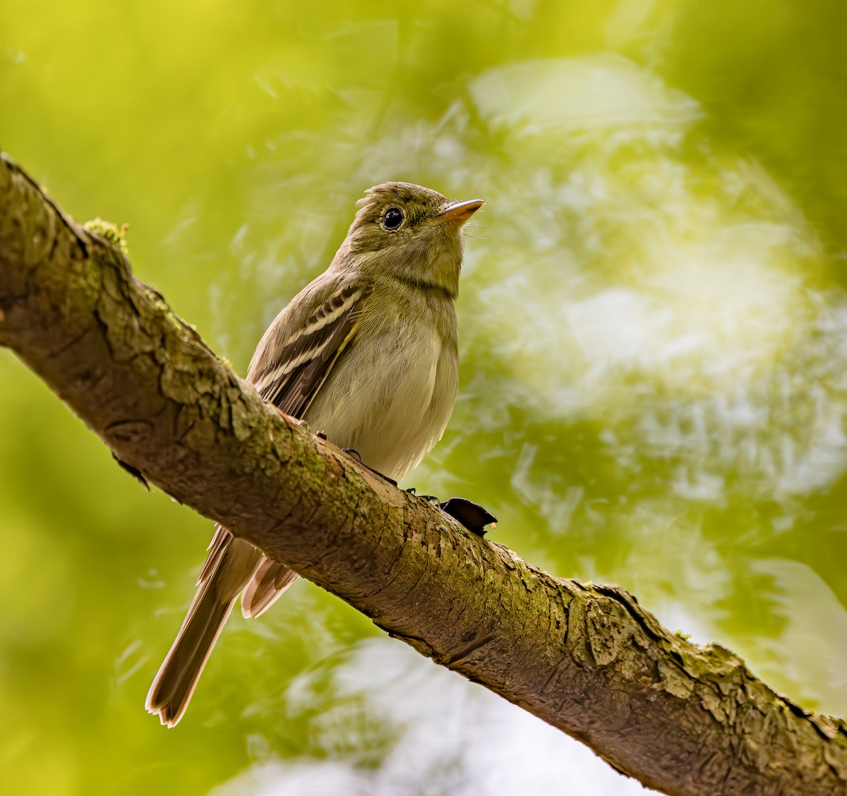 Acadian Flycatcher - Mike Murphy