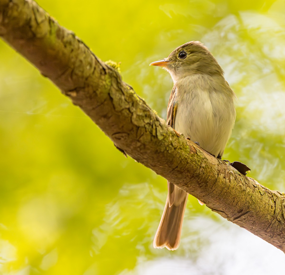 Acadian Flycatcher - Mike Murphy