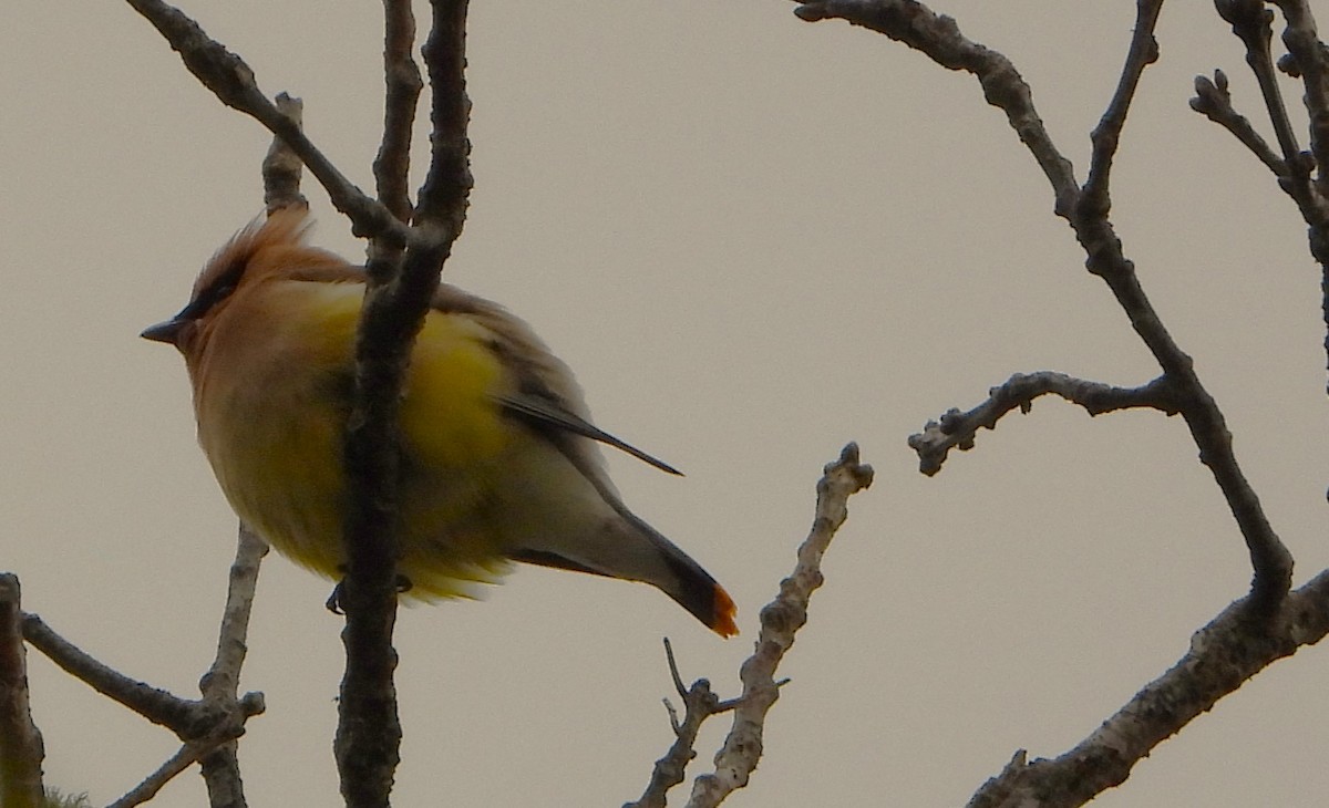 Cedar Waxwing - ML619532106